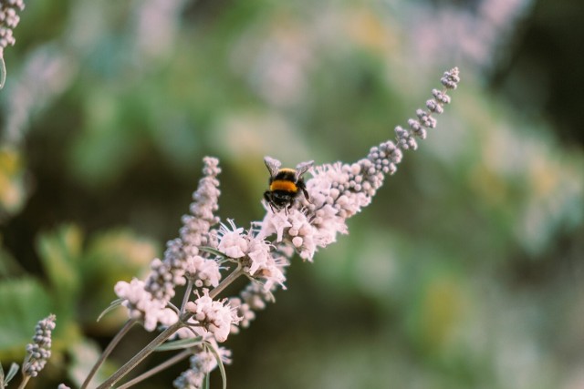 Wrzesień to czas obfitujący w pyłki, które stanowią potencjalne zagrożenie dla osób borykających się z alergią.