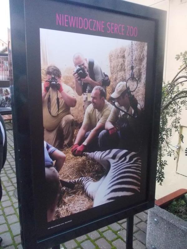 Wystawa "Niewidoczne serce zoo" w Płocku