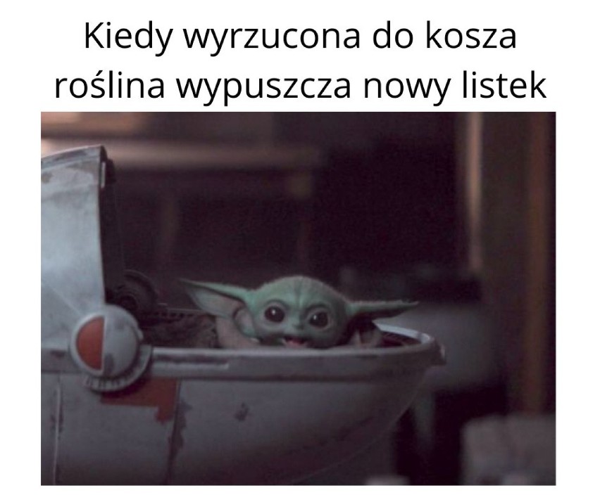 Podlewałeś rośliny łzami? Te MEMY są dla ciebie... i o tobie