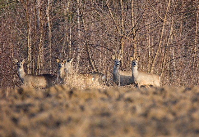 Fauna w obiektywie Wiesława Kuca z Radomska, laureata plebiscytu "Pokaż talent"