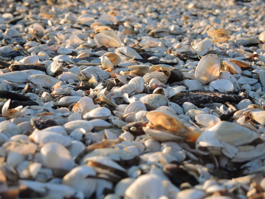 Świnoujście - zobacz, co morze wyrzuciło po sztormie. Można obejrzeć i powąchać. Dużo zdjęć i film z plaży!