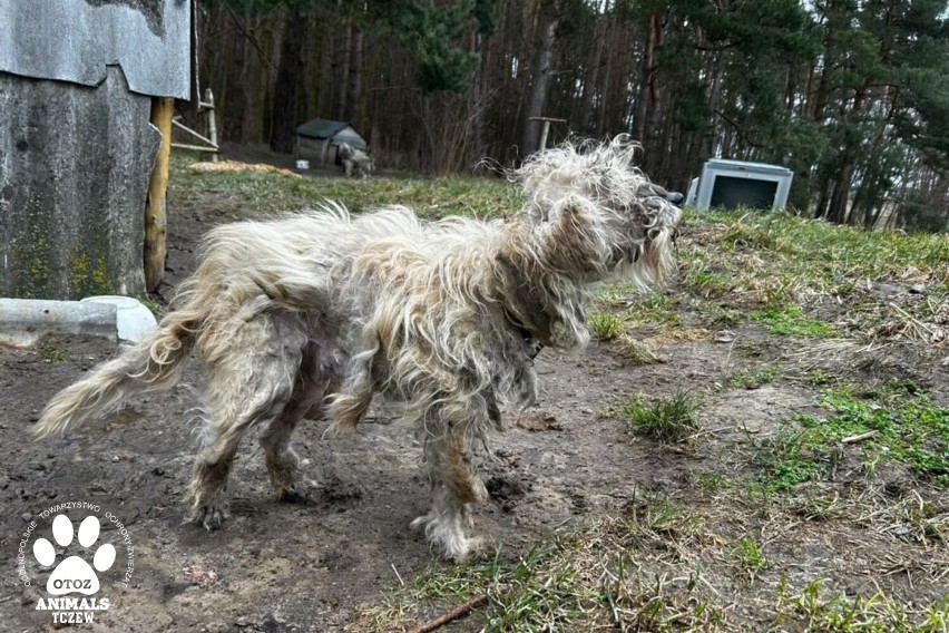 Tczewscy Animalsi brali udział w interwencji na terenie gminy Stary Targ. Powodem stan do jakiego doprowadzono te psy!