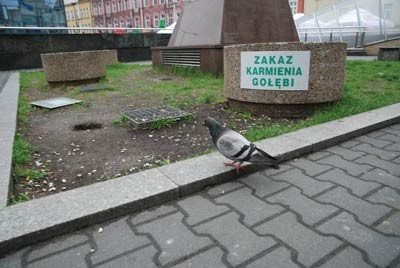 Mimo tabliczek z zakazem gołębie przyzwyczaiły się do dokarmiania w centrum miasta, tuż obok pomnika Jana Kiepury
