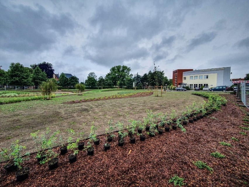 Ogród deszczowy w Lesznie przed i po rewitalizacji terenu