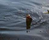 Maraton wędkarski o puchar Starosty Powiatu Sanockiego. Zapisy tylko do 23 lipca