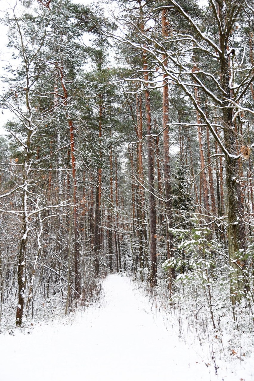 Przejdź do galerii i zobacz piękne zdjęcia zimy w leśnym...