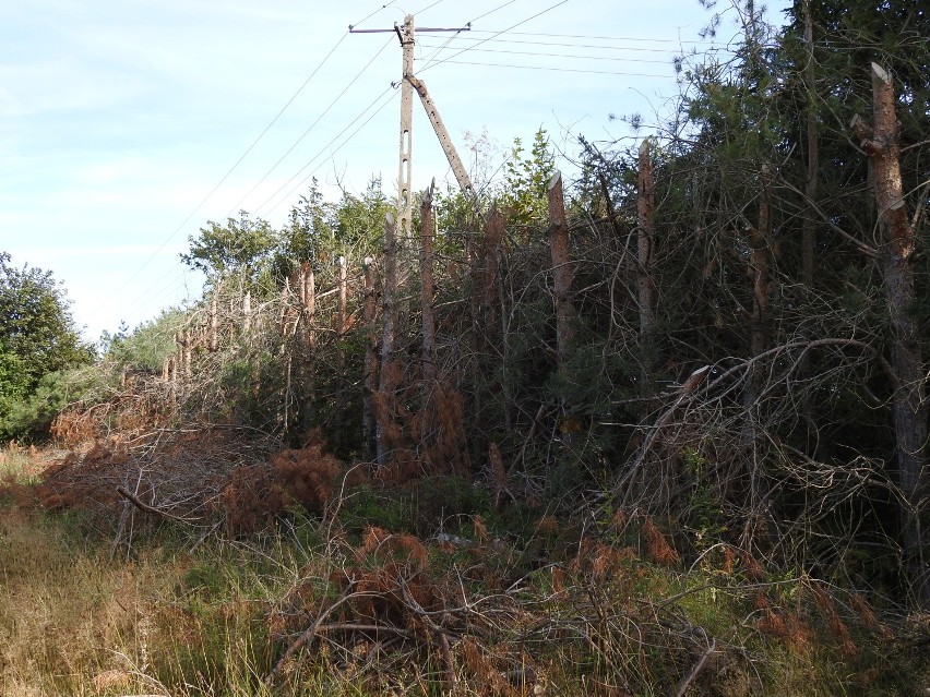 W gminie Jeleniewo, na zlecenie energetyków, okaleczono kilkaset drzew. Uschły