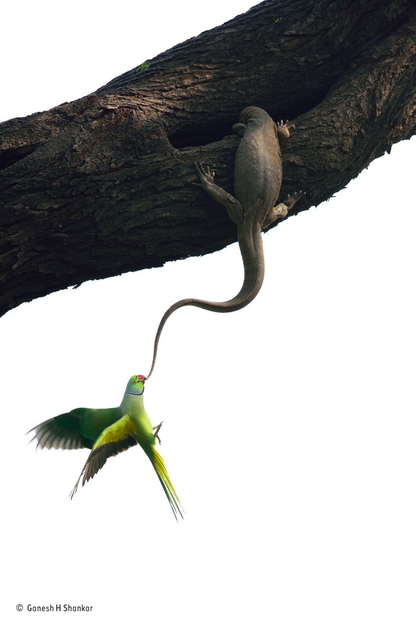 Wildlife Photographer of The Year. Jedno ze zwycięskich zdjęć