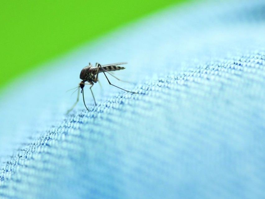 Jak walczyć z uciążliwymi komarami i innymi insektami? [ZDJĘCIA]
