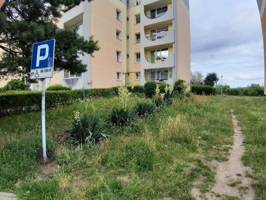 Gdańsk-Niedźwiednik. Mieszkańcy wieżowców wygrywają z betonozą ZDJĘCIA