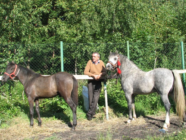Miłośnicy i hodowcy koni przyjeżdżają na targowisko końskie w Żorach w każdy drugi wtorek miesiąca