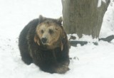 Niedźwiedzie obudziły się w Bieszczadach i mogą być groźne dla ludzi