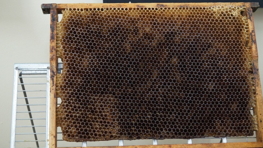 Trwa Wielki Dzień Pszczół w botaniku UKW [zdjęcia, wideo] 