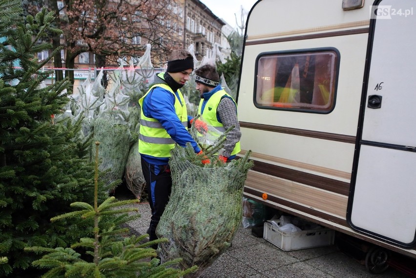 Gdzie w Szczecinie kupimy świąteczne choinki? Jaki mamy wybór i ile kosztują? 