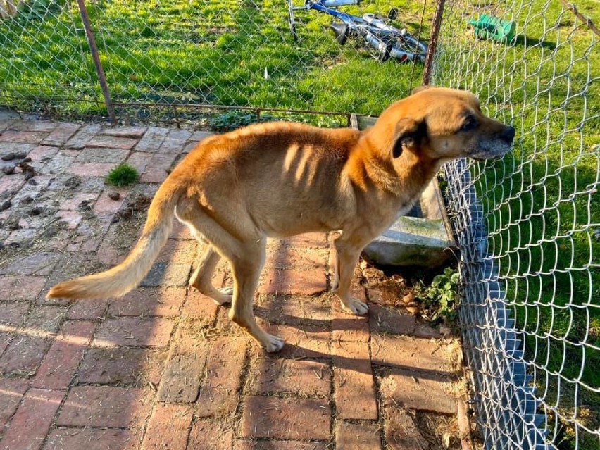 Głodny i chory pies, który żył w małym kojcu pod Świdnicą nie przeżył. Powiadomiono prokuraturę! (ZDJĘCIA)