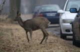 Sarny skaczą po Makowskiej w Skierniewicach