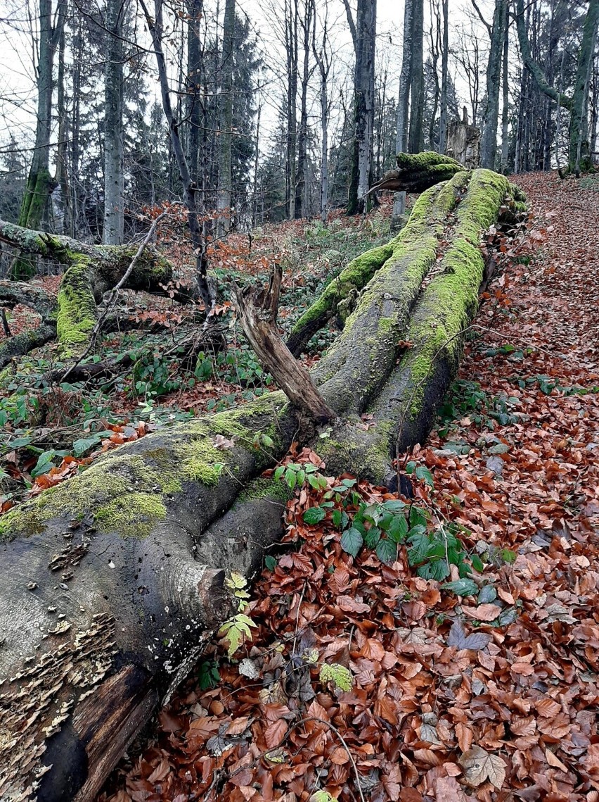 Piękna pogoda przyciąga turystów. Tak w listopadzie...