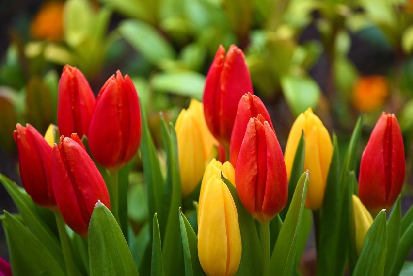 Pod koniec maja w ogrodach kwitną najpóźniejsze tulipany....