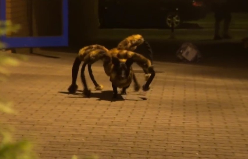 1. SA Wardega - Mutant Giant Spider Dog