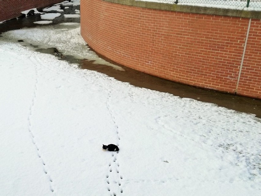 Straż miejska uratowała kota uwięzionego na lodzie w Kanale...