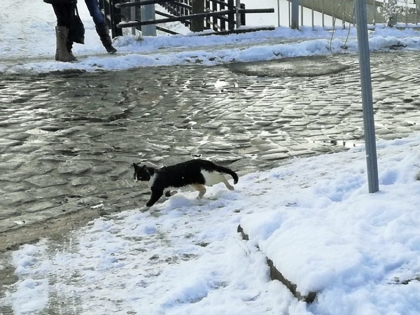 Straż miejska uratowała kota uwięzionego na lodzie w Kanale...