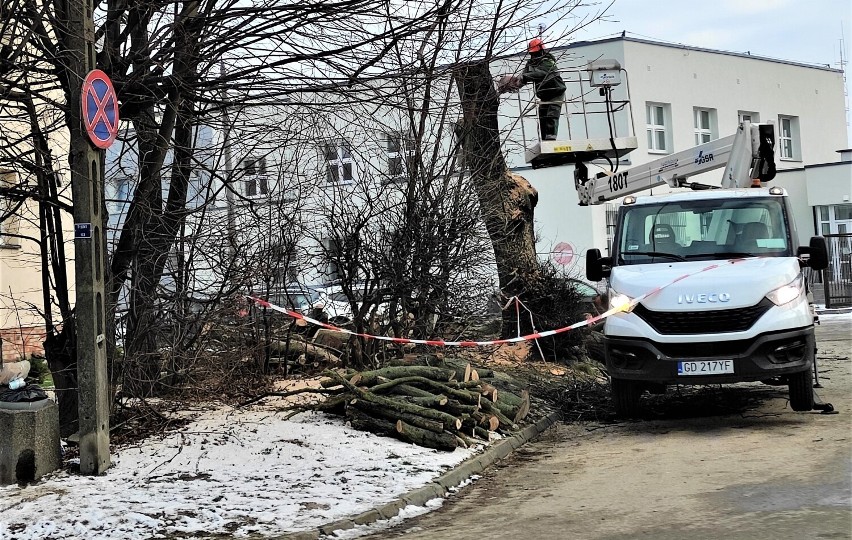 Malbork. Wycinka drzew przy Rolniczej zwróciła uwagę jednego z mieszkańców. Magistrat zapewnia, że brzozy były suche. Co jeszcze usunięto?