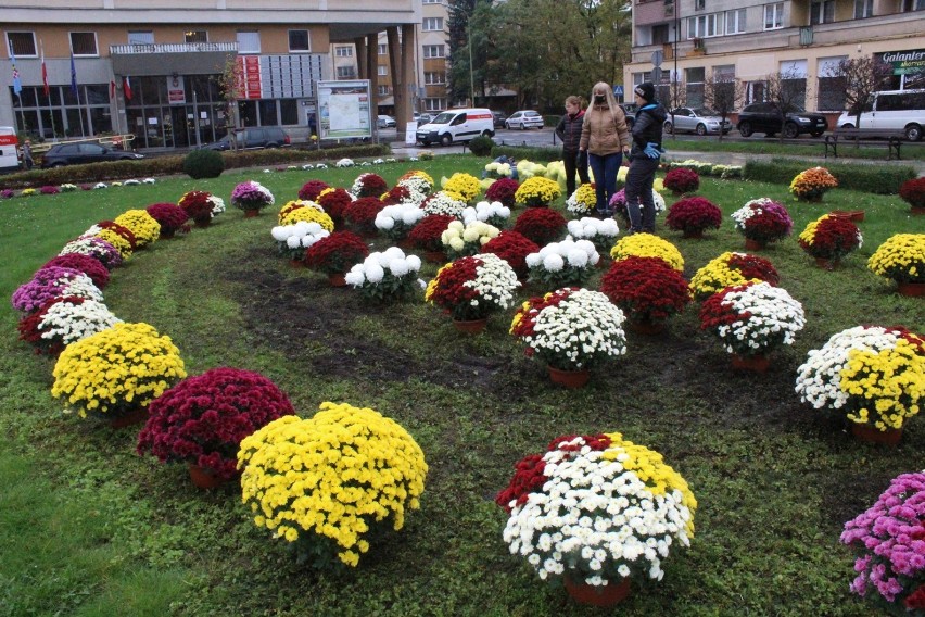 Powstał dywan z kwiatów od protestujących kobiet w Legnicy [ZDJĘCIA]