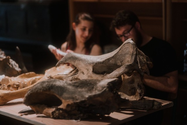 Piknik Paleontologiczny w gorzowskim Spichlerzu w ramach Dni Gorzowa, które odbyły się 14-16 czerwca 2019 r. Dzieci mogły zobaczyć szczątki zwierzęce wykopalisk archeologicznych, odkryć co jadano w średniowieczu, usłyszeć, jak powstają skamieniałości oraz jakie sekrety kryje życie kopalnych i współczesnych słoni i nosorożców. Nie zabrakło warsztatów plastycznych. Szczególną popularnością cieszyło się stoisko, na którym studentki Uniwersytetu Wrocławskiego z kolorowych balonów wyczarowywały najbardziej egzotyczne zwierzęta. Badacze z Uniwersytetu Szczecińskiego, Uniwersytetu Wrocławskiego, Instytutu Nauk Geologicznych PAN w Warszawie oraz Instytutu Botaniki PAN im. W. Szafera w Krakowie opowiedzieli, co dzieje się ze Stefanią w ramach sesji referatowej „Nosorożec Gorzowski po 3 latach od odkrycia”.