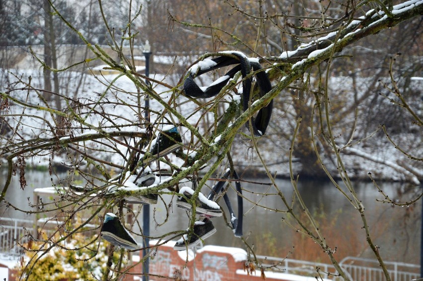 Buty na drzewie przy skateparku nad Bobrem w Żaganiu