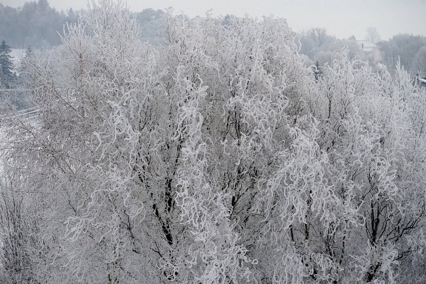 Zima w Kazimierzy Wielkiej ma również swoje łagodniejsze oblicze. Te widoki robią niesamowite wrażenie. Zobaczcie zdjęcia