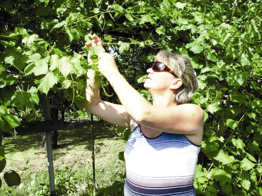 Duma pani Alicji: pnącza winogron