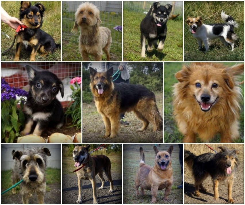 Psy do adopcji w schronisku Psia Ostoja w gminie Wieruszów [ZDJĘCIA, OPISY]