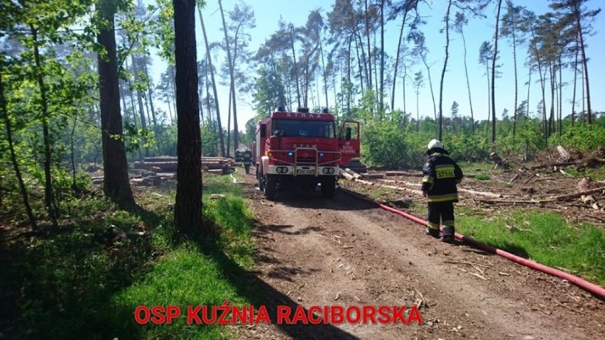Strażacy gasili pożar lasu w Kuźni Raciborskiej