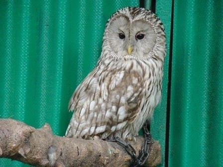 Nowa sowa i puchoczuby w Śląskim Ogrodzie Zoologicznym