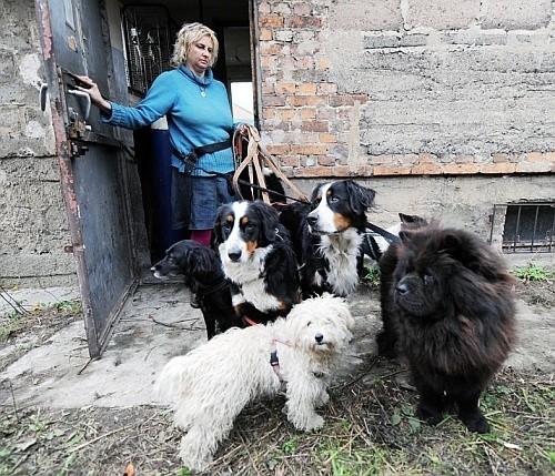 Kobieta szuka miejsca, w którym mogłaby zamieszkać ze zwierzętami, które nie znalazły jeszcze nowych opiekunów