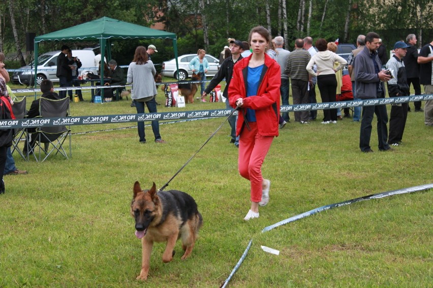 Klubowa Wystawa Wyżłów 2012 w Rybniku [ZDJĘCIA]