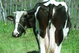 Uprowadzone krowy znalazły się 100 km od Drachalicy 
