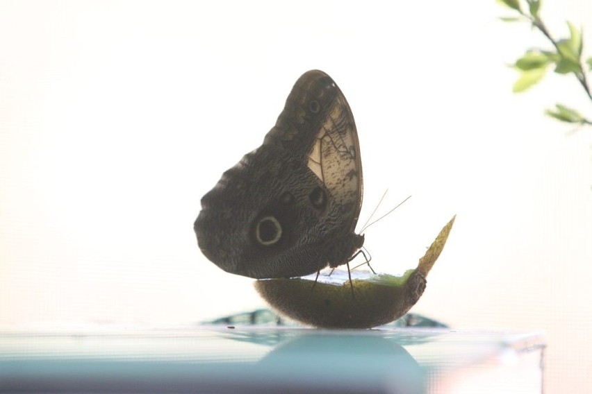 Motyle z łódzkiego zoo.