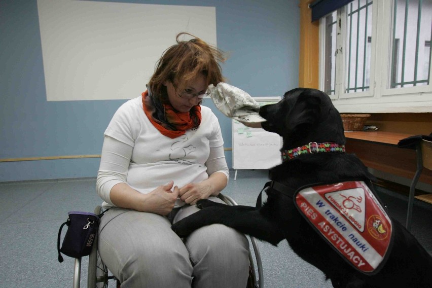 Psy asystujące z Katowic nadzieją niepełnosprawnych [ZDJĘCIA]