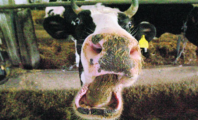 Krowy słuchające muzyki są łagodniejsze i dają więcej mleka