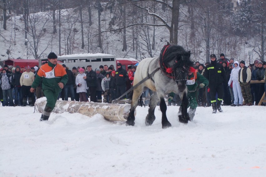 Konie w konkurencji siła  uciąg musiały przeciągnąć spory...