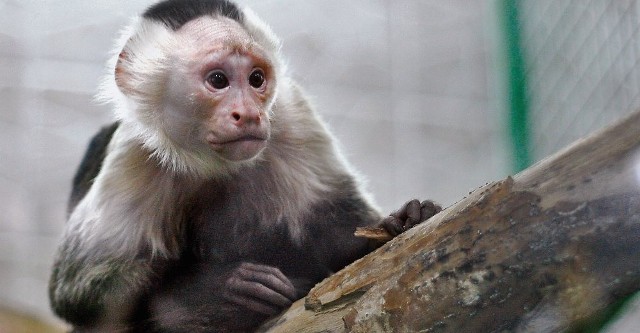 Pod względem inteligencji, te pocieszne zwierzątka zajmują czwarte miejsce wśród małp