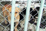 Brzesko: szukają opiekunów dla psów