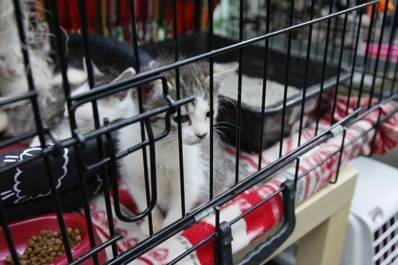 Koty do adopcji w palmiarni