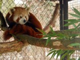 Wrocław: Yunnan - nowy miś panda w zoo