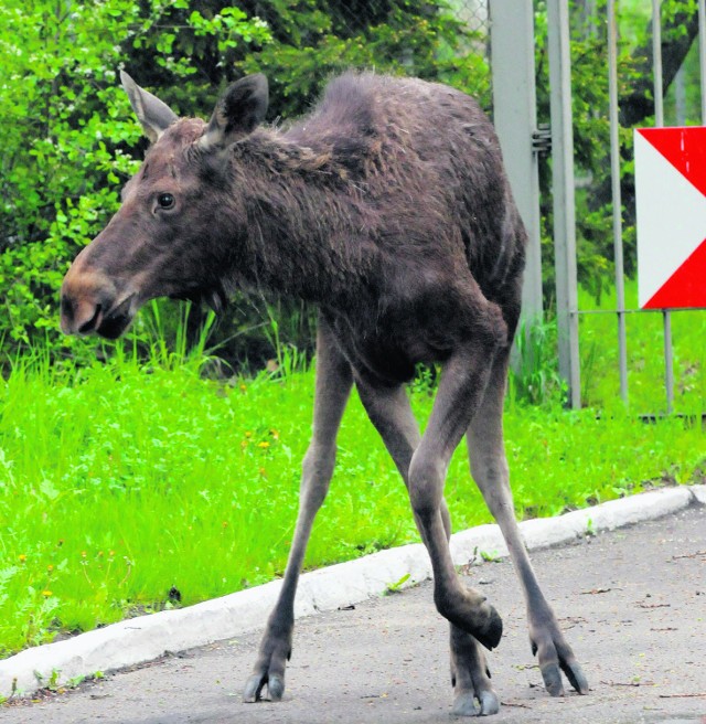 Zderzenie auta ze zwierzęciem może się skończyć tragicznie