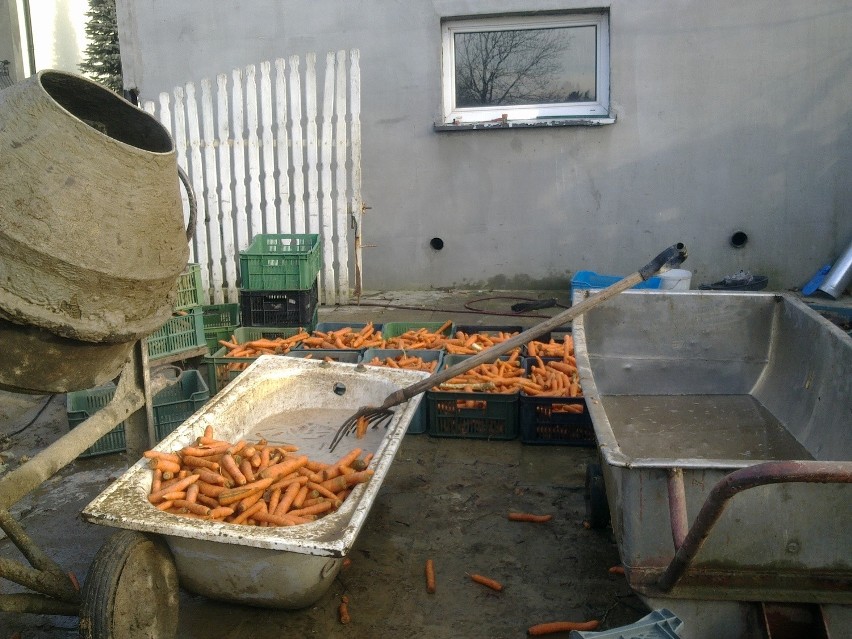 Jakubowice: Myli warzywa w betoniarce (ZDJĘCIA)