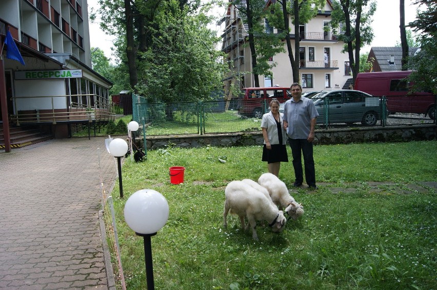 Owce w roli kosiarek to atrakcja pensjonatu Halny w...