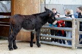 Słoneczna niedziela we wrocławskim zoo. Ostatni tani weekend w ogrodzie (ZDJĘCIA)