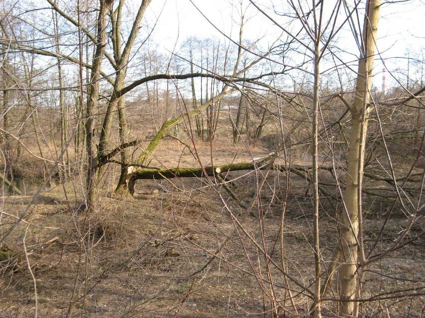 Zaniedbany teren obok Lubelskiego Klubu Jeździeckiego (ZDJĘCIA)
